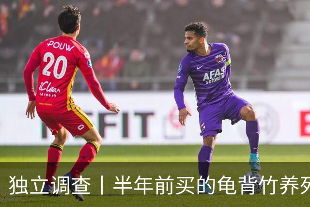 独立调查丨半年前买的龟背竹养死了，也要“仅退款”：商家拒绝后被投诉到闭店，还被告上法庭